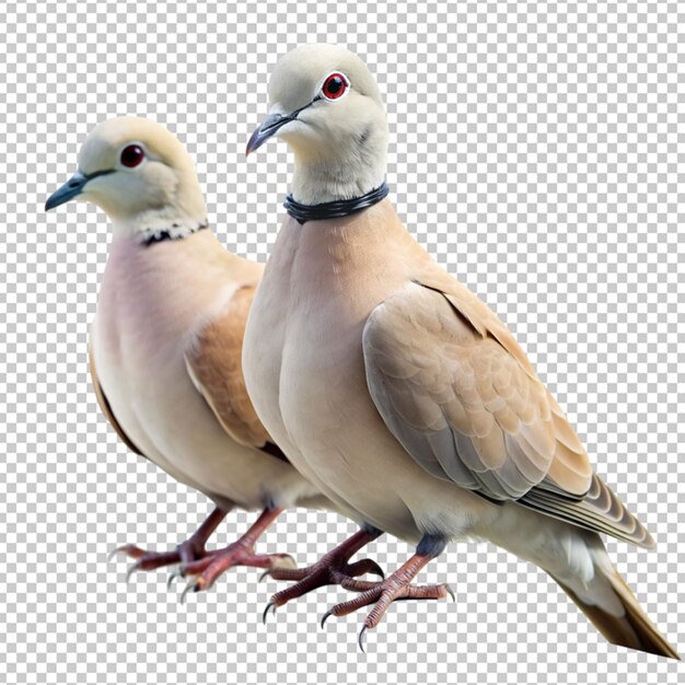 PSD collared dove birds