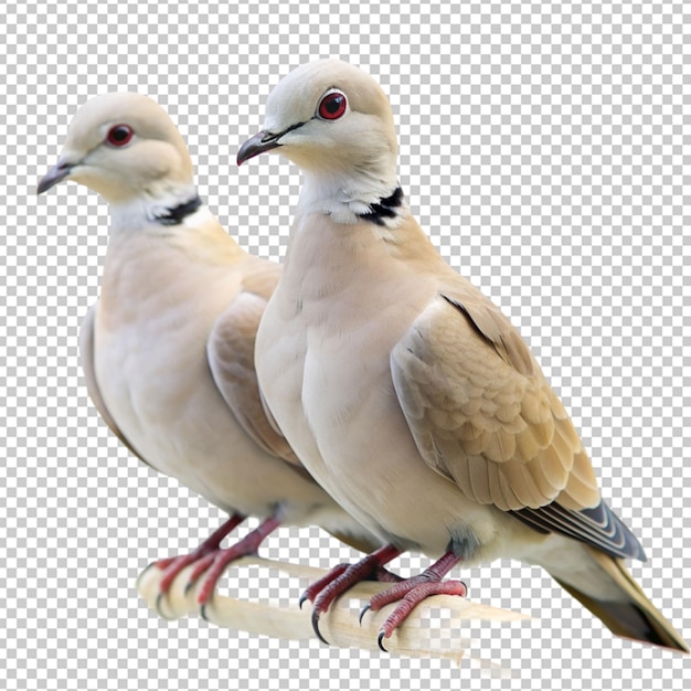 PSD collared dove birds