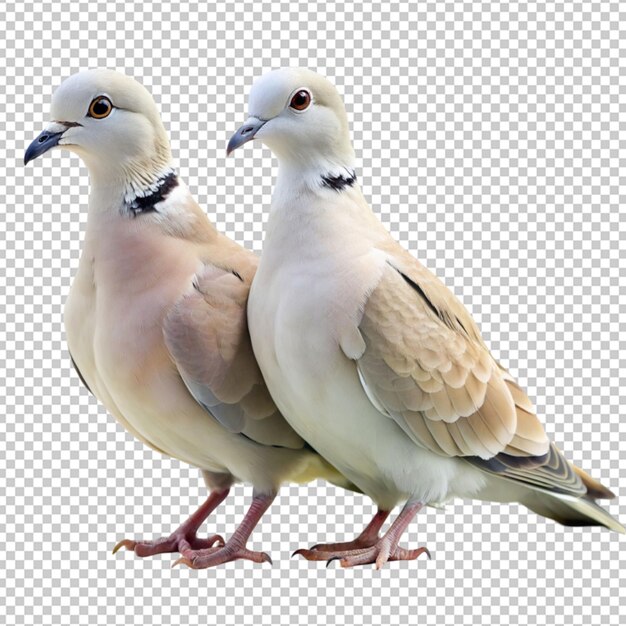 PSD collared dove birds