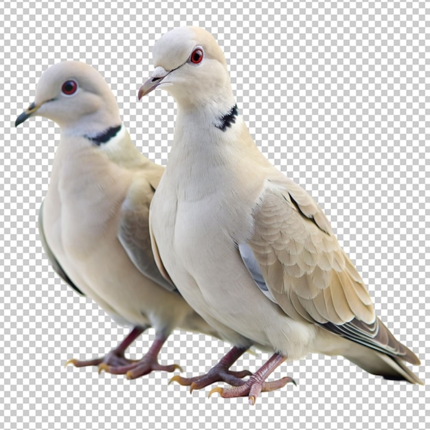 PSD collared dove birds