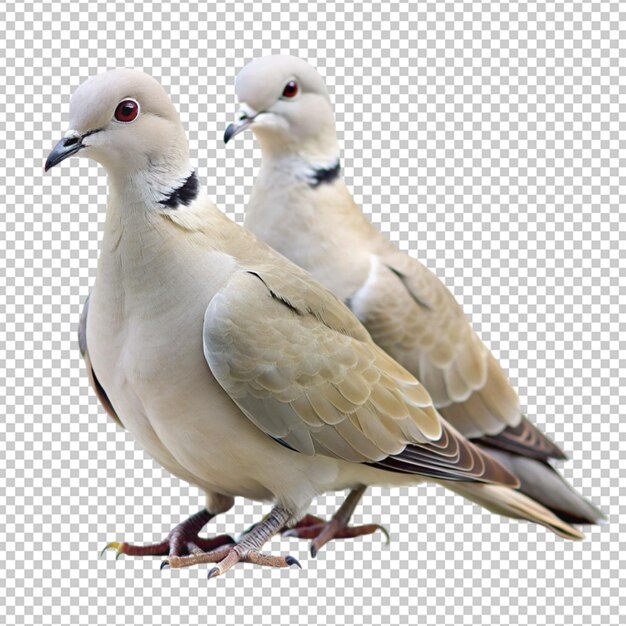 collared dove birds