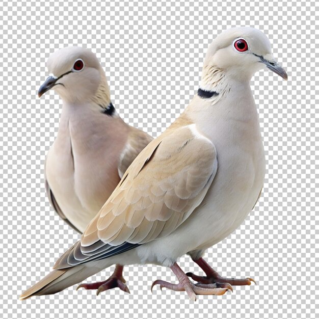 PSD collared dove birds