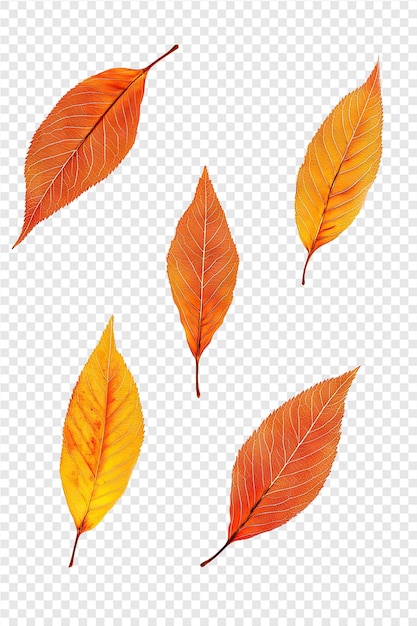 a collection of autumn leaves on a transparent background