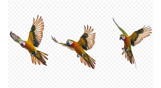 a collection of birds that are flying in the air