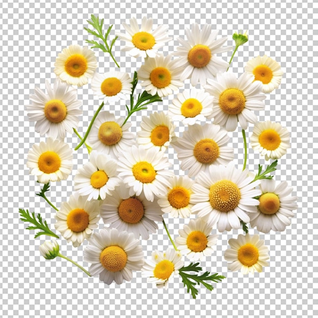 PSD collection of chamomile on transparent background