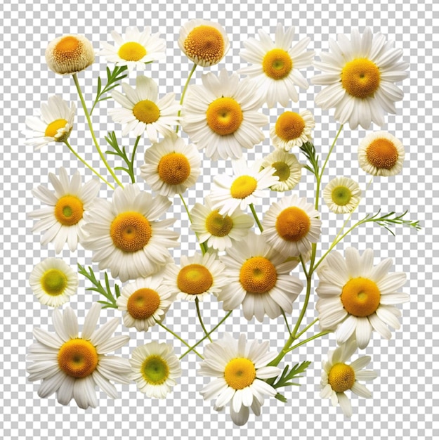 PSD collection of chamomile on transparent background