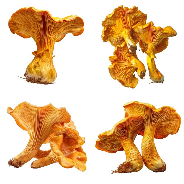 PSD a collection of four chanterelle mushrooms