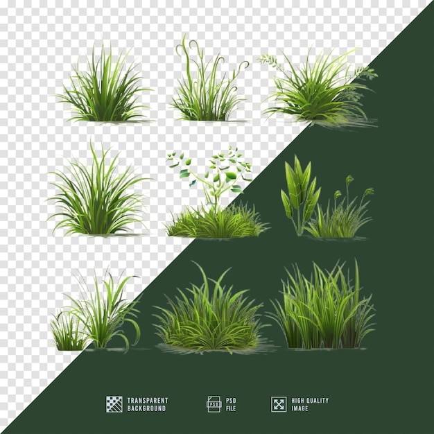 collection of grass images without background in HD quality