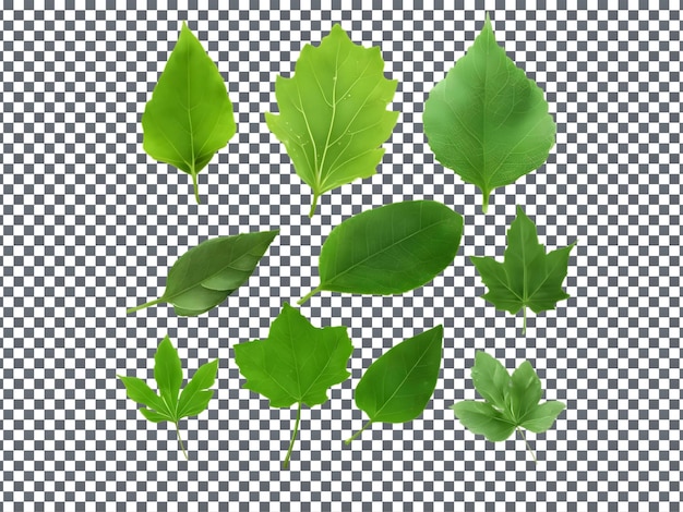 a collection of green leafy plants with the word leaf on them