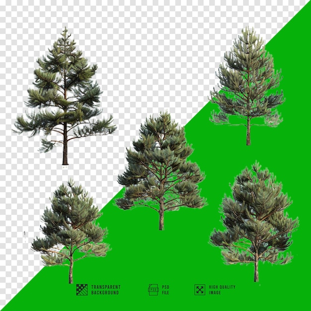 PSD a collection of images of pine trees with a transparent background