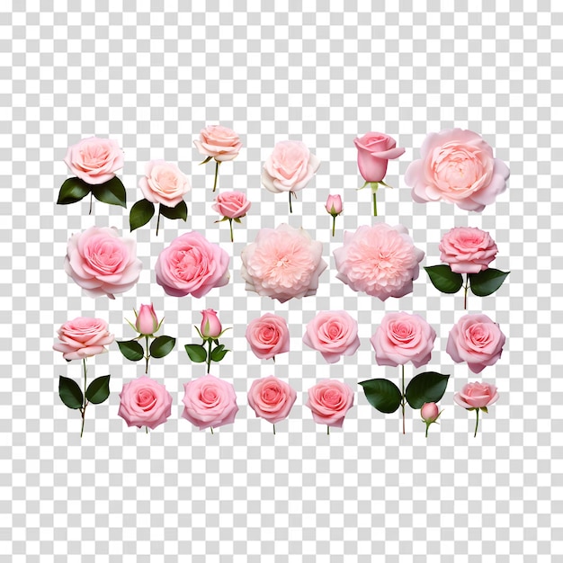 Collection of pink roses isolated on transparent background PSD