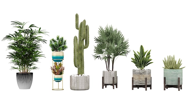 A collection of plants including a cactus and a cactus.