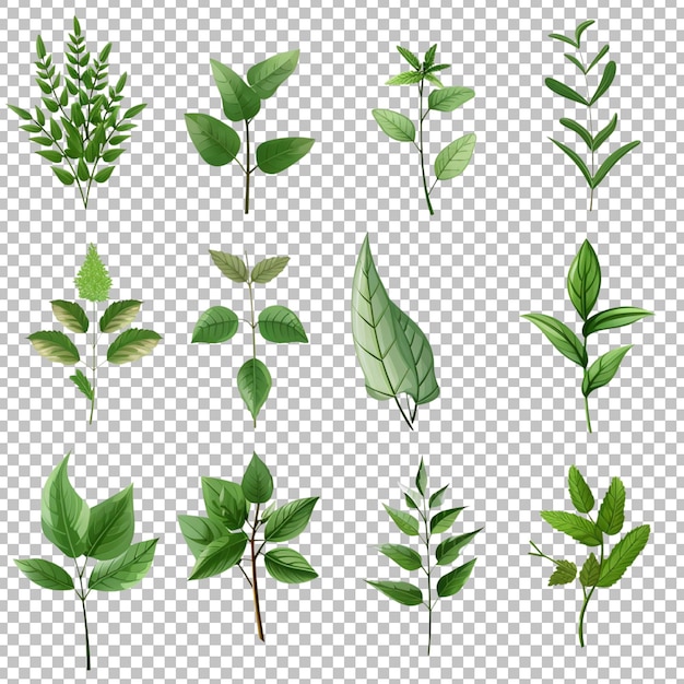 PSD a collection of plants including one that has the word leaf on transparent background png