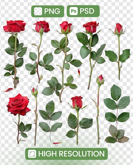 PSD a collection of red roses with green leaves