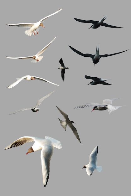 PSD collection of seagulls birds flying isolated on empty grey isolated background birds sets isolated