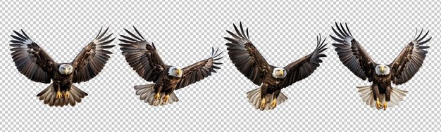 PSD collection set of bald eagle flying isolated on transparent background