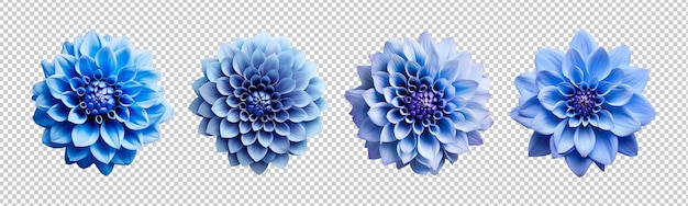 Collection set of blue dahlia flowers isolated on transparent background