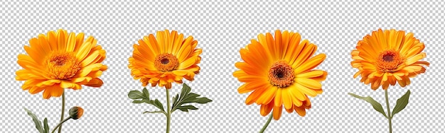 Collection set of Calendula flowers isolated on transparent background