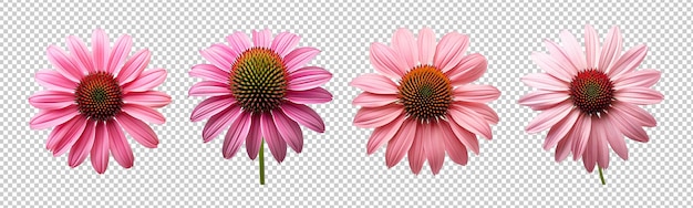 Collection set of coneflowers isolated on transparent background