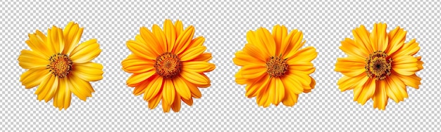 Collection set of coreopsis flower isolated on transparent background