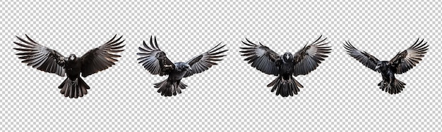 PSD collection set of flying crows isolated on transparent background