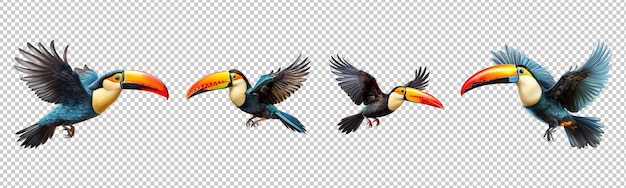 PSD collection set of flying toucan birds isolated on transparent background