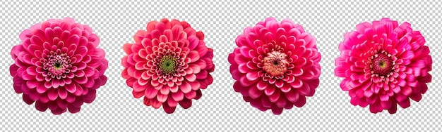 Collection set of fuchsia pink zinnia flowers isolated on transparent background