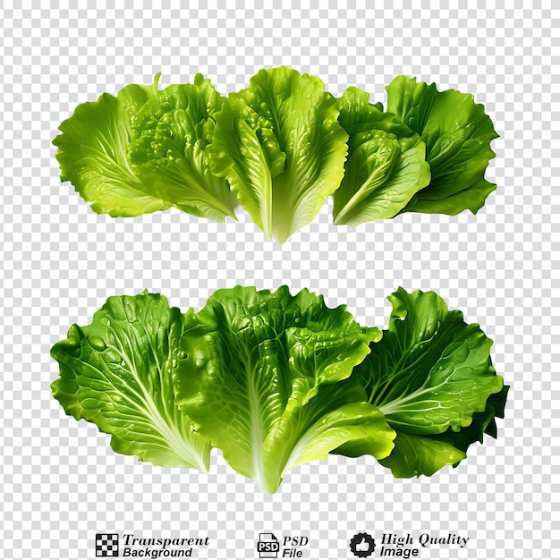 collection set of romaine lettuce isolated on transparent background