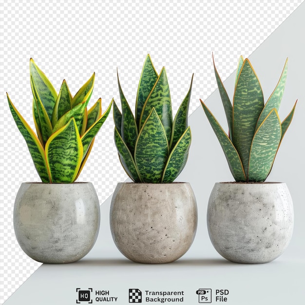 collection set of snake plants png and jpeg a snake plant in a gray and white vase accompanied by a green plant and a green leaf on a transparent background png psd