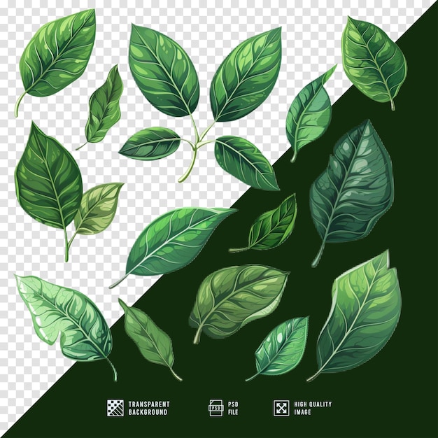 collection of a set of vector green leaves on a transparent background