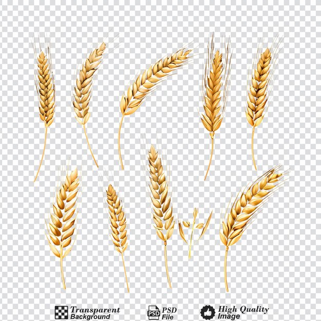 collection set of wheat ears isolated on transparent background