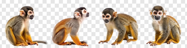 PSD collection of squirrel monkey full body isolate on transaprency background psd