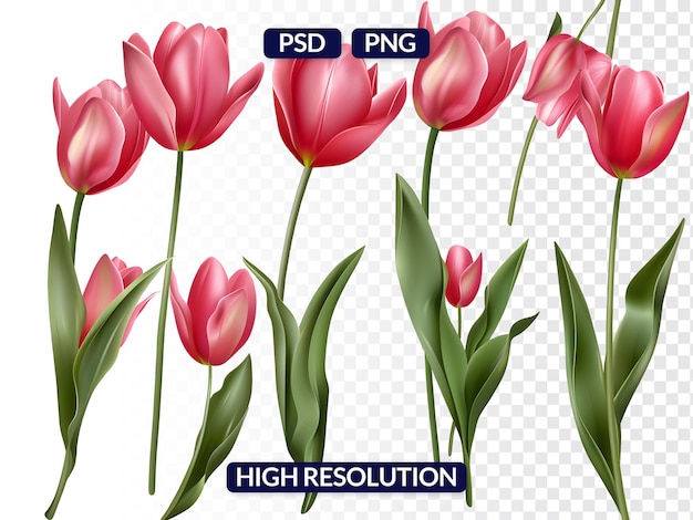 Collection of Tulips in Varying Orientations Isolated on Transparent Background