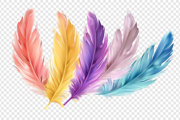 color feathers isolated on transparent background