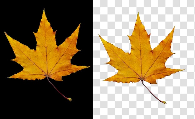 Colorful autumn leaf isolated on black background