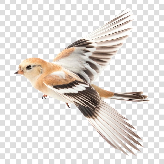 Colorful bird in flight