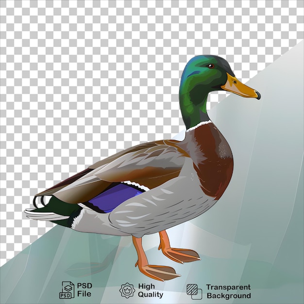 Colorful Duck Character in Cartoon Style