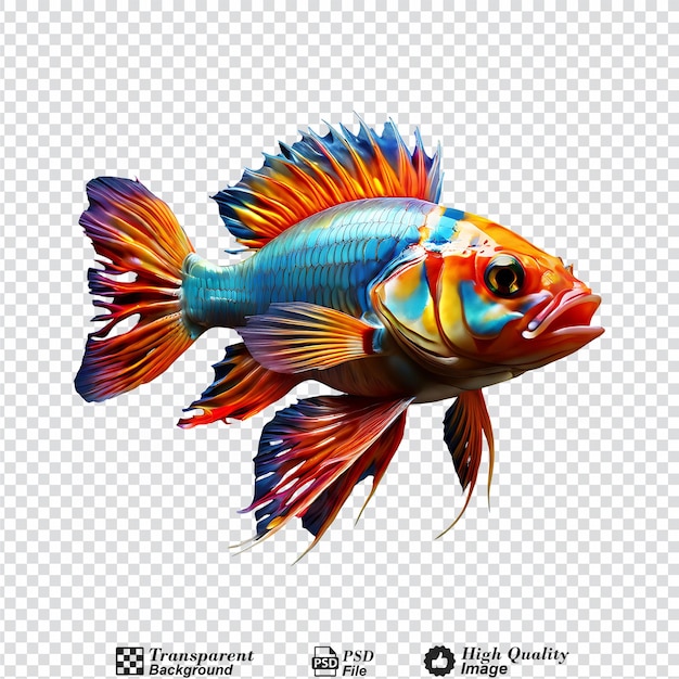 colorful fish isolated on transparent background