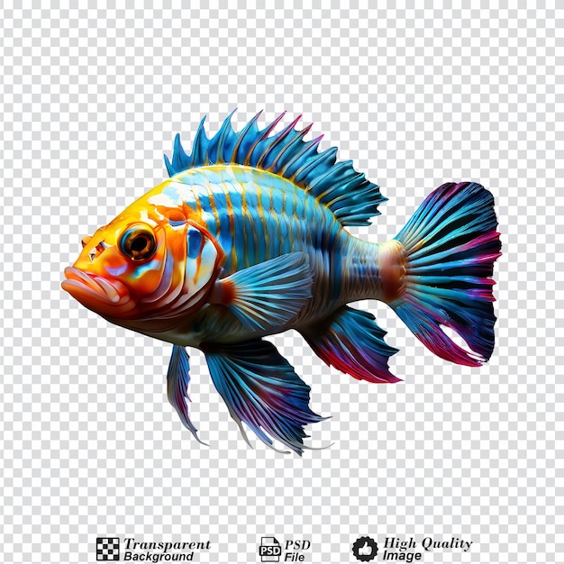 colorful fish isolated on transparent background