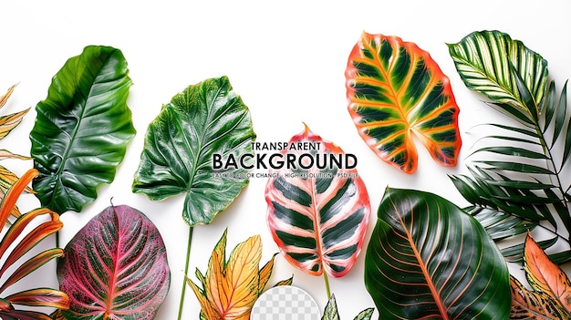 PSD colorful tropical leaves on white background