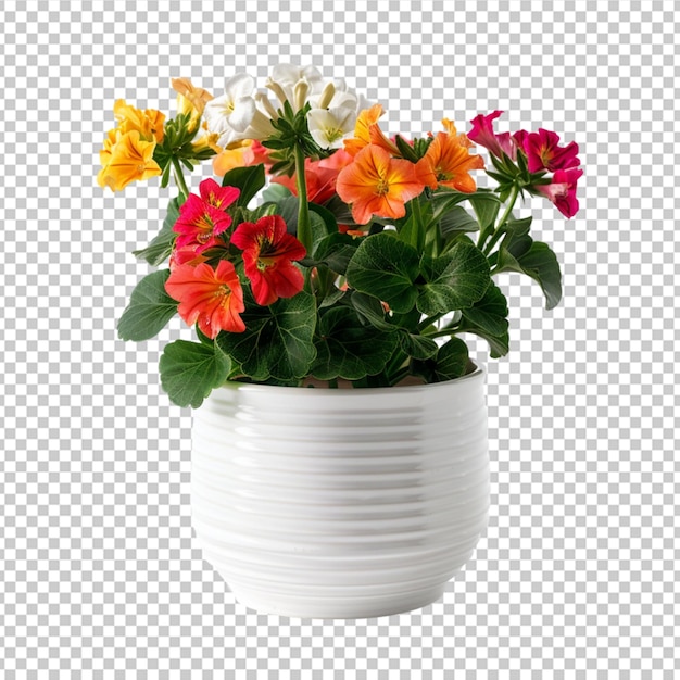 Colour flowers in white pot isolated on white background