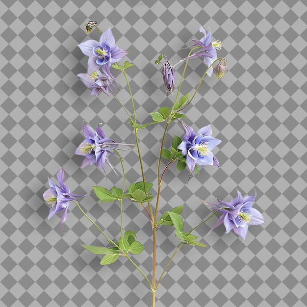 PSD columbine branch tall and upright with hairy stems large and isolated tree branch on clean bg