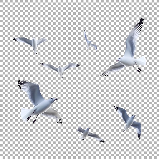 PSD common gull birds flying in air on transparent background ai generated