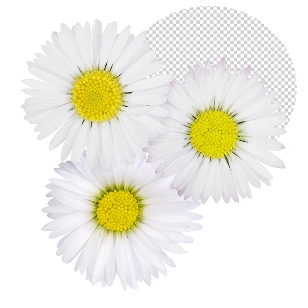 Composition with daisies in spring