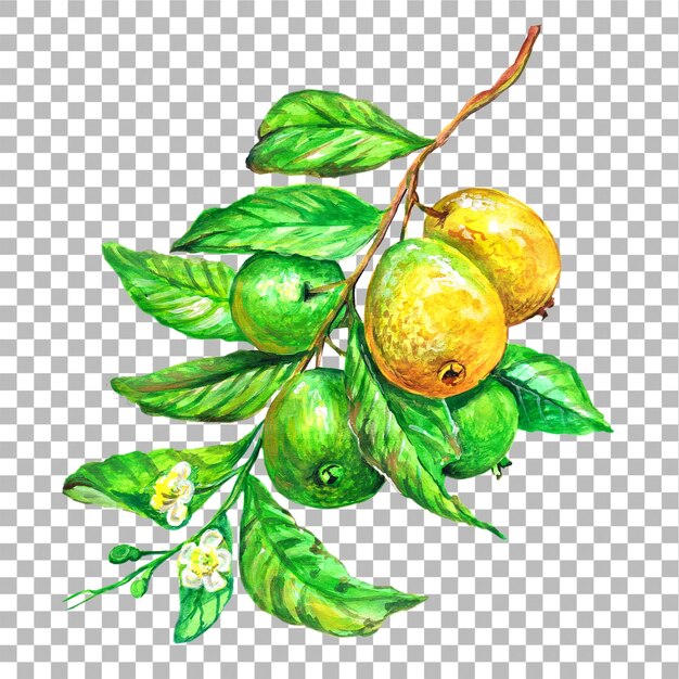 Concept illustration of guava hand draw water colour style fit for your element project