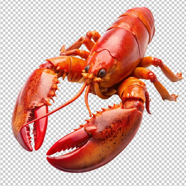 PSD cooked lobster claw