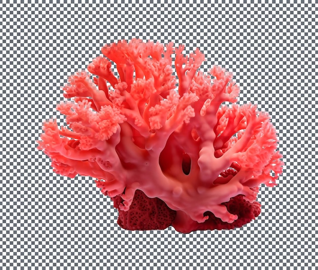 Coral isolated on transparent background