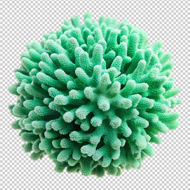 PSD coral isolated on transparent background