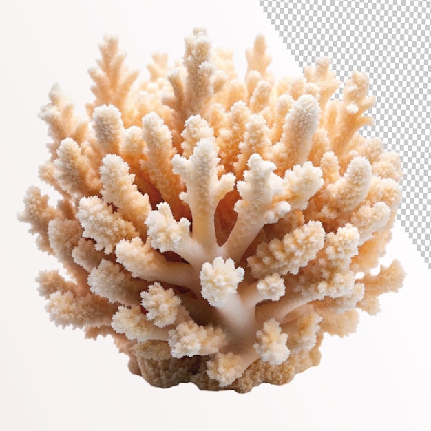 PSD coral isolated on transparent background