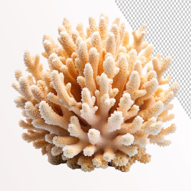 PSD coral isolated on transparent background